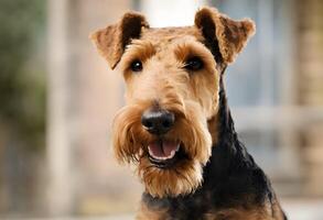 ein Aussicht von ein airedale Terrier foto