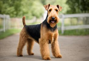 ein Aussicht von ein airedale Terrier foto