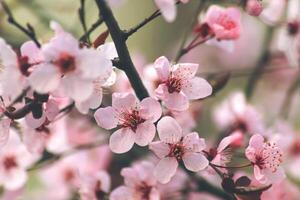 Blumen von das Kirsche oder Apfel Blüte. Sakura Blume. foto
