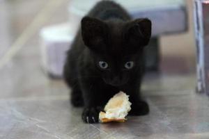 ein kleines schwarzes hungriges Kätzchen mit einem Stück Brot foto