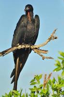 Fregattvogel, Galapagos-Inseln, Ecuador foto