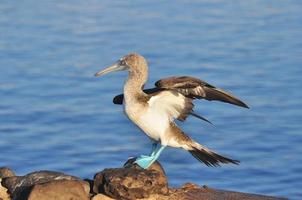 Blaufußtölpel, Galapagos, Ecuador foto