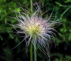 schön Blau Primel Blumen, Frühling Blumen, Primel Pulsatilla Patens im Latein foto