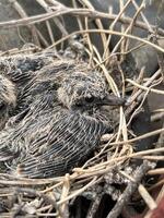 Vogel Nest im das Garten foto