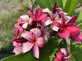 schön Rosa Plumeria Blumen im das Garten foto