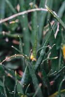 Dracaena stecken geblieben, bekannt wie Schlange Pflanze oder Stuckyi Schlange Pflanze. foto