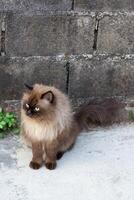 thront Munchkin Katze auf Beton Fußboden , Emotion allein Katze foto