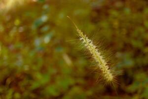 Sanft Fokus Gelb tropisch Gras Blume Hintergrund foto