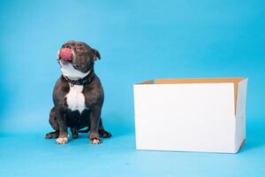 pommerschen Spitz Hund, flauschige, Niederländisch Schäfer, Hund, schwarz Katze, süß Maine Waschbär, grau Katze, amerikanisch Bulldogge, Welpe, golden Retriever, amerikanisch Staffordshire, Deutsche Schäfer foto