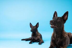 pommerschen Spitz Hund, flauschige, Niederländisch Schäfer, Hund, schwarz Katze, süß Maine Waschbär, grau Katze, amerikanisch Bulldogge, Welpe, golden Retriever, amerikanisch Staffordshire, Deutsche Schäfer foto