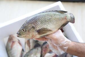 Fisch Tilapia, Nil Tilapia Fisch, Fisch Baden, frisch roh Fisch, Fisch Panzer, Fisch Landwirtschaft foto