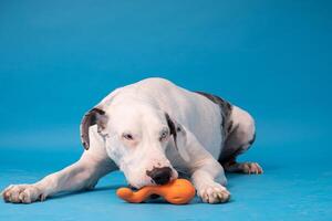 pommerschen Spitz Hund, flauschige, Niederländisch Schäfer, Hund, schwarz Katze, süß Maine Waschbär, grau Katze, amerikanisch Bulldogge, Welpe, golden Retriever, amerikanisch Staffordshire, Deutsche Schäfer foto