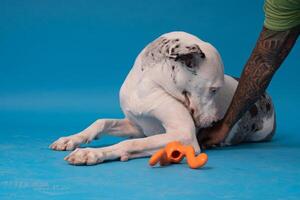 pommerschen Spitz Hund, flauschige, Niederländisch Schäfer, Hund, schwarz Katze, süß Maine Waschbär, grau Katze, amerikanisch Bulldogge, Welpe, golden Retriever, amerikanisch Staffordshire, Deutsche Schäfer foto