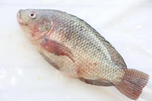 Fisch Tilapia, Nil Tilapia Fisch, Fisch Baden, frisch roh Fisch, Fisch Panzer, Fisch Landwirtschaft foto