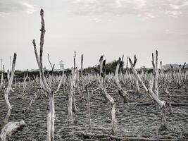 zerstört Mangrove Wald Landschaft, Mangrove Wälder sind zerstört und Verlust von das Erweiterung von Lebensräume. Erweiterung von Lebensräume Zerstörung das Umwelt, Mangroven Wälder Degradierung foto