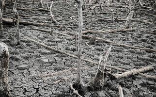 zerstört Mangrove Wald Landschaft, Mangrove Wälder sind zerstört und Verlust von das Erweiterung von Lebensräume. Erweiterung von Lebensräume Zerstörung das Umwelt, Mangroven Wälder Degradierung foto