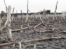 zerstört Mangrove Wald Landschaft, Mangrove Wälder sind zerstört und Verlust von das Erweiterung von Lebensräume. Erweiterung von Lebensräume Zerstörung das Umwelt, Mangroven Wälder Degradierung foto