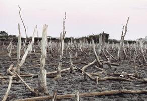 zerstört Mangrove Wald Landschaft, Mangrove Wälder sind zerstört und Verlust von das Erweiterung von Lebensräume. Erweiterung von Lebensräume Zerstörung das Umwelt, Mangroven Wälder Degradierung foto