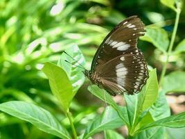 ein Schmetterling ist Sitzung auf ein Blatt im das Garten foto