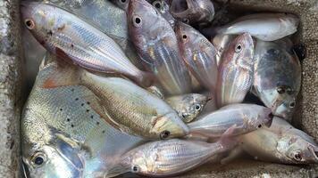 ein Gruppe von Fisch im ein Box mit Weiß und schwarz Streifen foto