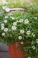 blühen Alyssum maritim, verbreitet Name Süss Alison , Pflanze im braun Topf. Gartenarbeit foto