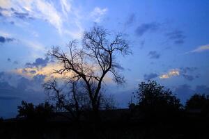 schwarz Silhouette von nackt Baum mit Dach im schön Nacht Mondlicht, Abend mit Wolken. Kopieren Raum foto