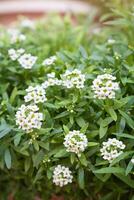 Busch blühen Alyssum maritim, verbreitet Name Süss Alison , Pflanze. Gartenarbeit. Makro foto