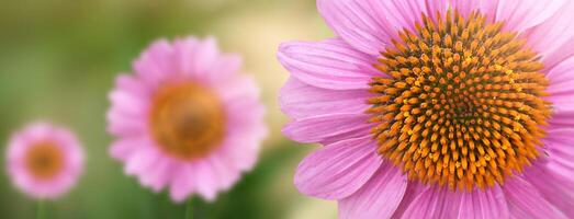 schön Sommer- Makro Garten Blume Echinacea purpurea, Sonnenhut. Gartenarbeit. Banner. selektiv Fokus. Kopieren Raum foto