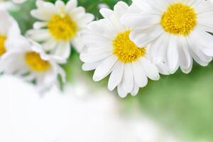 schön Kamille, Argyranthemum, Chrysantheme Blumen auf oben im Ecke. Frühling oder Sommer- Natur Szene mit Blühen Gänseblümchen im sonnig Tag. Kopieren Raum foto