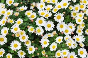 Weiß Kamille Busch zum Kräuter- Medizin ist ebenfalls ein Argyranthemum, Margerite Gänseblümchen und Chrysantheme Vielfalt gewachsen im das Garten foto