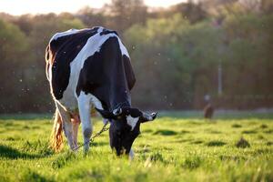 Milch Kuh Weiden lassen auf Grün Bauernhof Weide auf Sommer- Tag. Fütterung von das Vieh auf Ackerland Wiese foto