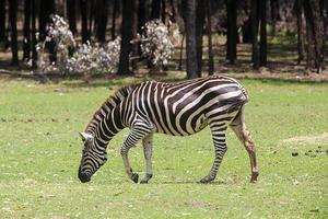 Dubbo, Australien, 4. Januar 2017 - Steppenzebra vom Taronga Zoo in Sydney. Dieser Stadtzoo wurde 1916 eröffnet und hat heute mehr als 4000 Tiere