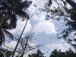 Bäume mit Blau Himmel und Weiß Wolken zum Hintergrund. Sommer- Urlaub Konzept. foto