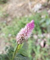 Celosia Blume welche ist Staubbeutel häufig bekannt wie Wollblumen und Hahnenkämme foto