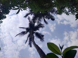 Bäume mit Blau Himmel und Weiß Wolken zum Hintergrund. Sommer- Urlaub Konzept. foto