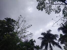 Bäume mit Blau Himmel und Weiß Wolken zum Hintergrund. Sommer- Urlaub Konzept. foto