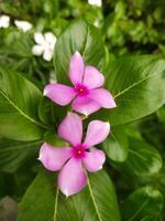 Catharanthus Roseus schön Rosa Blume. das Madagaskar Immergrün foto