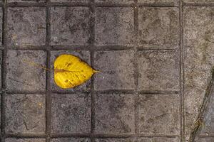 Kontrast Konzept. das Gelb Blatt ist auf Zement Boden. foto