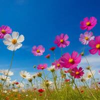 bunt Kosmos Blumen im Frühling Morgen und Blau Himmel. foto