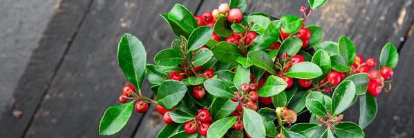 Gaultheria Blumenpflanze rote Beeren drinnen foto