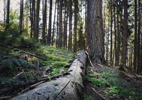 Baum im Wald eingestürzt foto