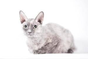 Porträt einer silbernen Katze der Sphynxbürstenrasse auf weißem Hintergrund foto
