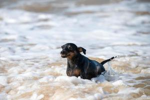 Dobermann-Hund-Welpe schwimmt während einer Flut in schmutzigem Wasser foto