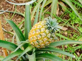 Ananas Plantage, Gewächshaus im sao Miguel Insel im das Azoren, Portugal. tropisch und exotisch Obst Plantage. foto