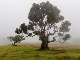 magisch nebelig Wald und Lorbeer Bäume mit ungewöhnlich Formen verursacht durch hart Wind. Reise das Welt. Fee Geschichte Ort. Fanal Wald, laurisilva von Madeira, ein UNESCO Welt Erbe, Portugal. foto