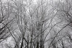 Aussicht von gefroren Bäume im das Wald. foto