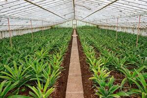 Ananas Plantage, Gewächshaus im sao Miguel Insel im das Azoren, Portugal. tropisch und exotisch Obst Plantage. foto