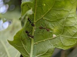 Makro von drei rot Ameisen Insekt auf Grün Blätter foto