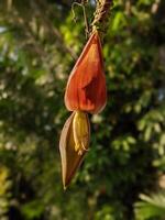 Banane blühen Pflanze mit verwischen auf Hintergrund foto