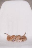 golden Kätzchen sind Lügen auf ein Licht Hintergrund, fast schlafend foto